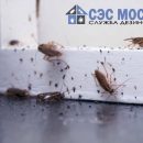 Тараканы под контролем: секреты профессиональных дезинсекторов